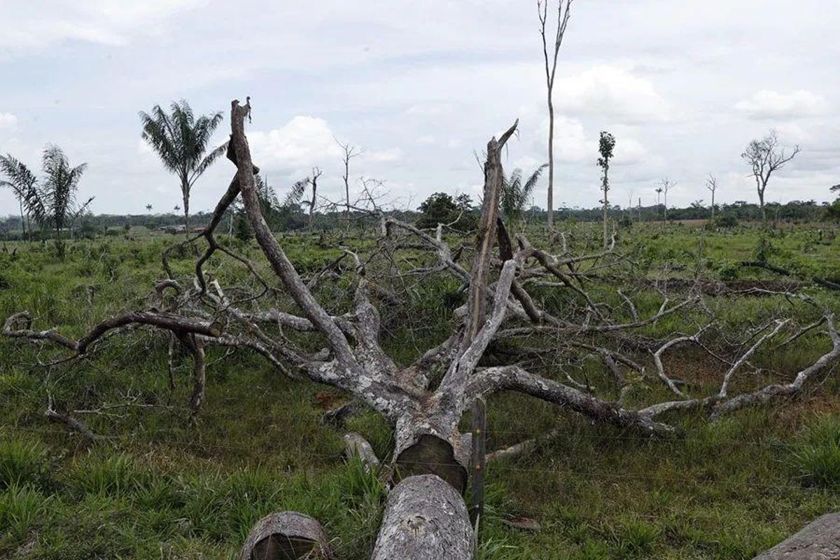 Photographie de la forêt amazonienne déforestée le 20 août 2022, à San José del Guaviare (Colombie).