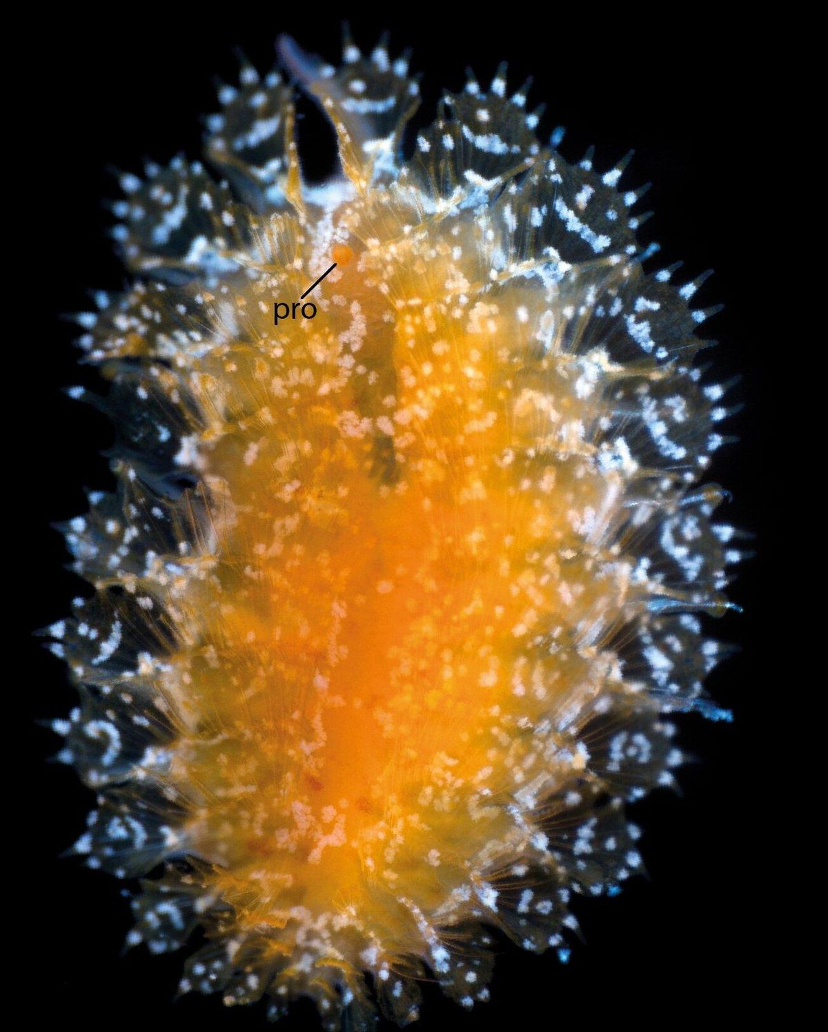 Spinther bohèmerum.