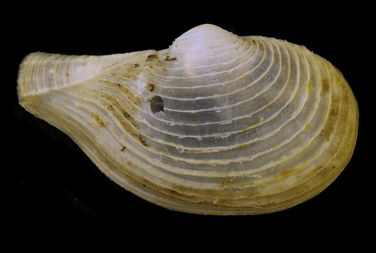 Myonera aleutiana.