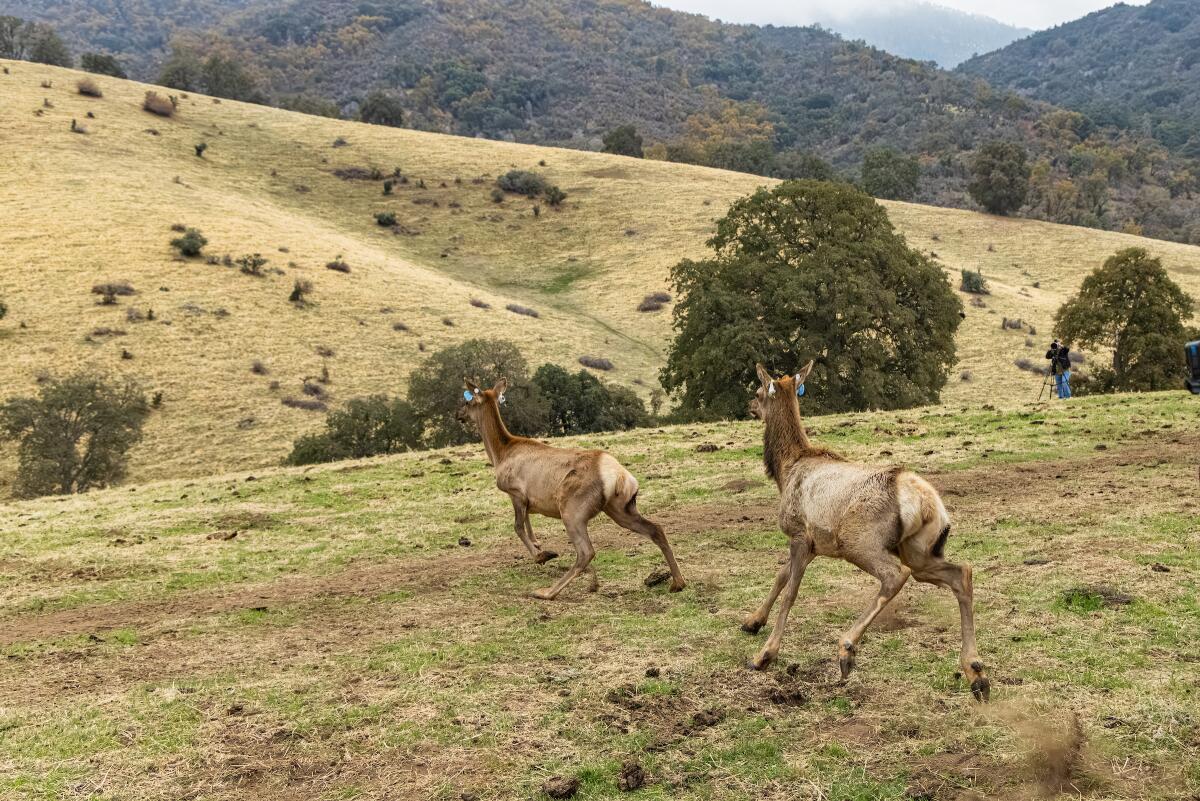 Les wapitis de Tule sont relâchés dans la réserve indienne de Tule River, dans le comté de Tulare.