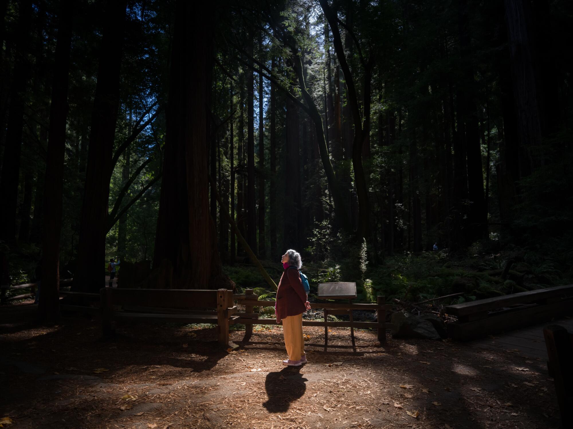 Le sentier Redwood Creek au monument national de Muir Woods