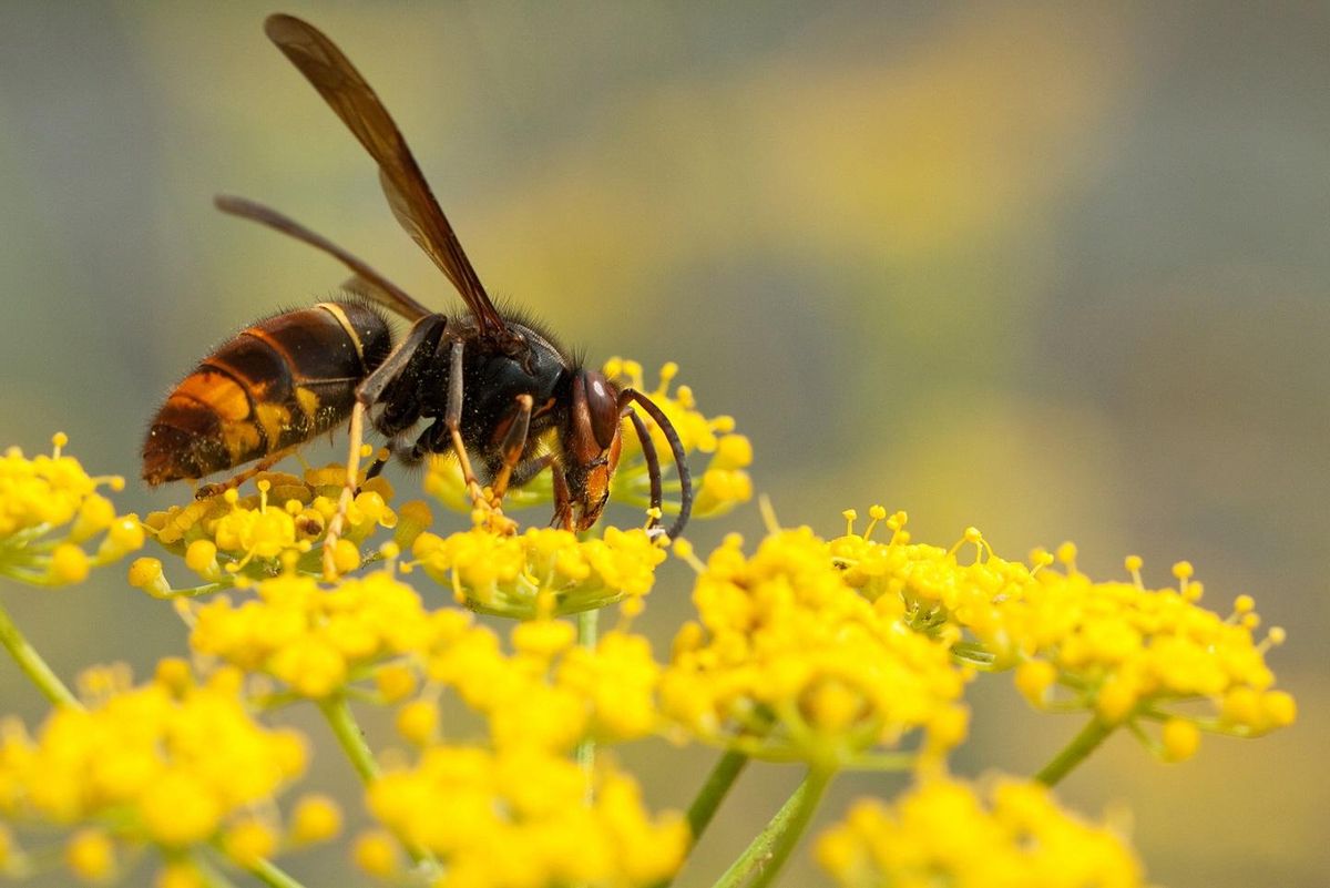 Avispa Asiática, Autética Amenaza para las abejas y otras especies autóctonas
