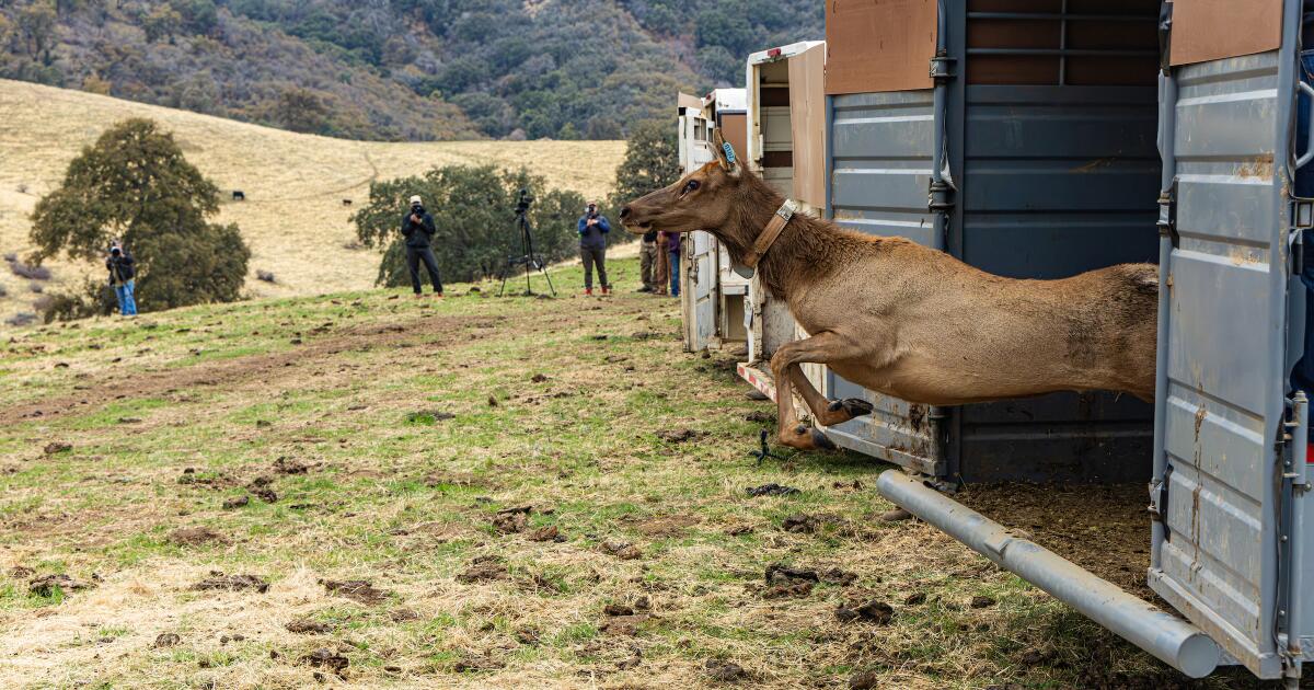 La Californie restitue des terres à la tribu de Tule River, où les wapitis se promèneront