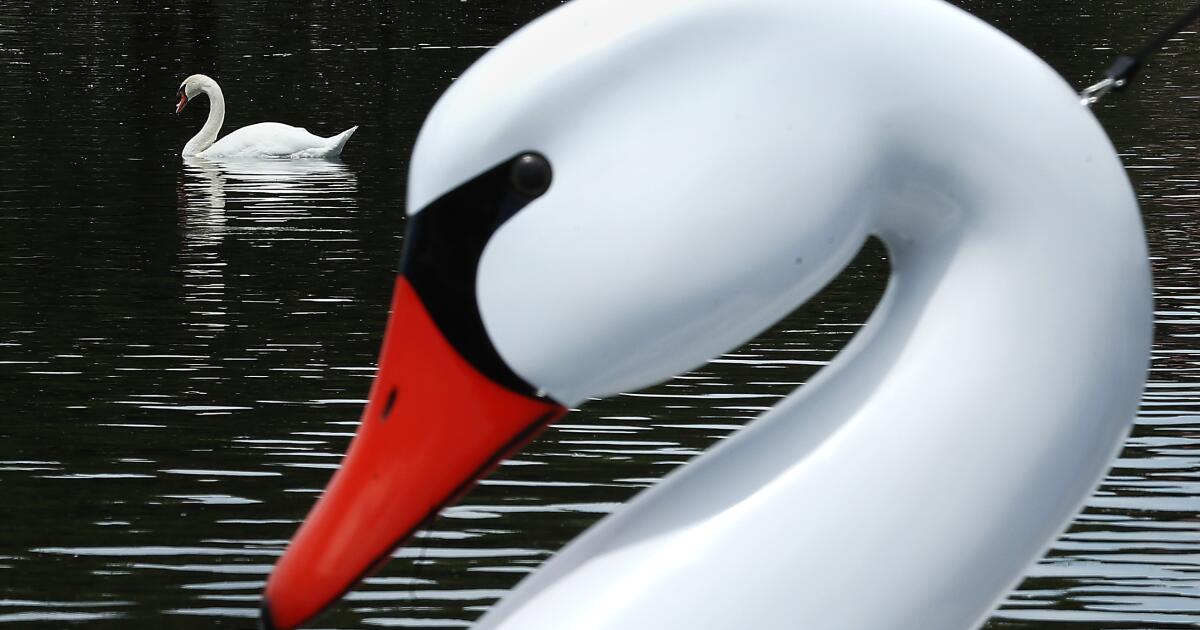 Les chasseurs seront désormais autorisés à tuer des cygnes muets en Californie