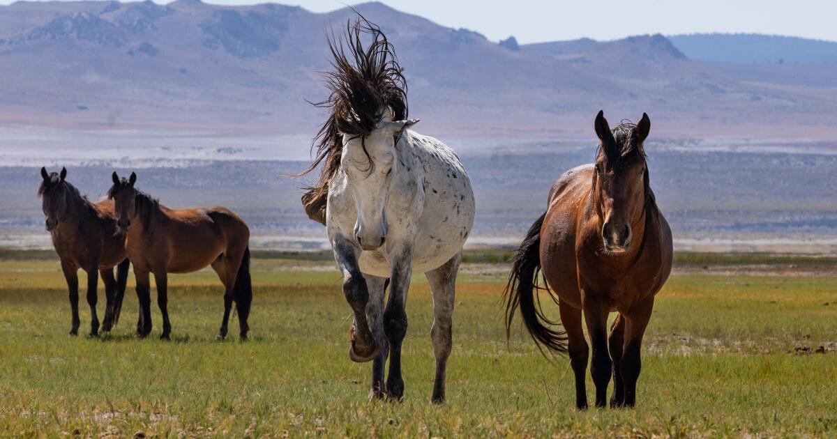 Les chevaux sauvages piétinent le paysage du lac Mono. Les fédéraux prévoient un tour d'horizon