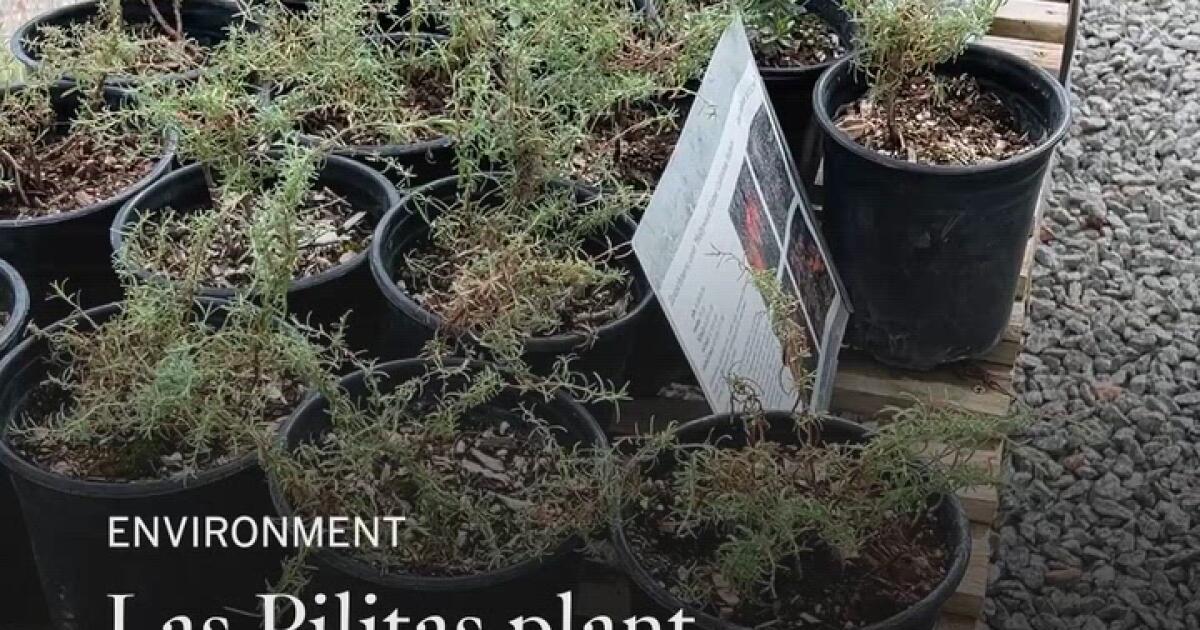 Les héritiers de Las Pilitas Plant Nursery ont un héritage à préserver