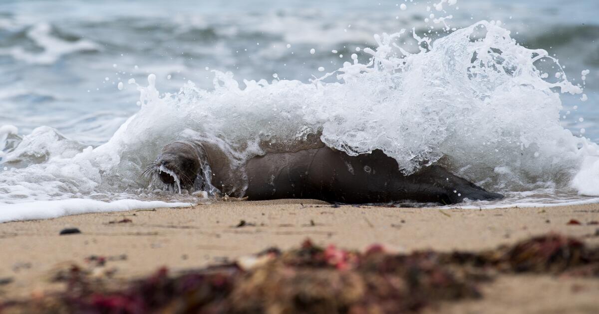 Les mammifères marins meurent en nombre record le long de la côte californienne