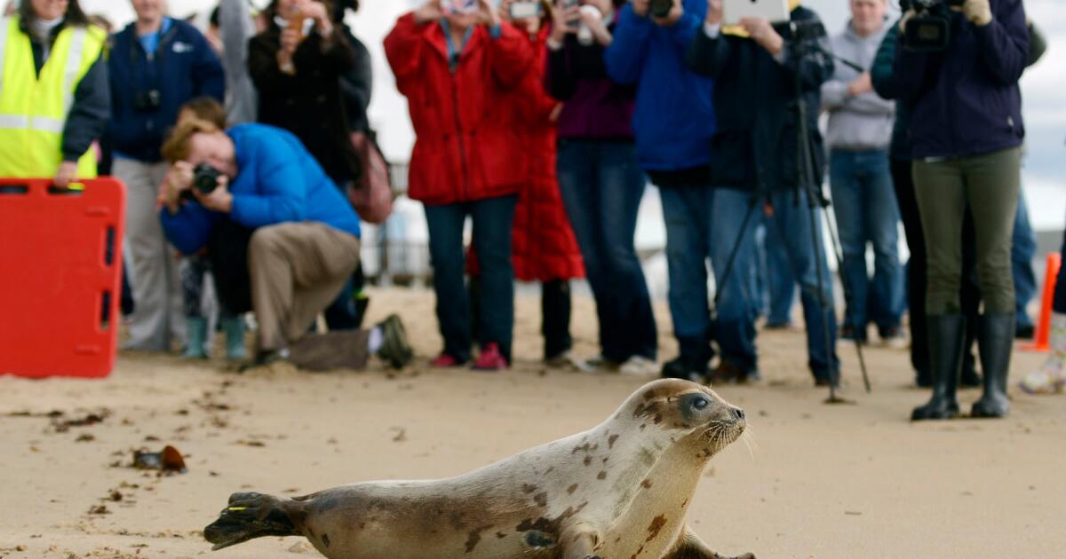 Les phoques de l'Arctique et plus de la moitié des espèces d'oiseaux sont en difficulté sur la dernière liste des espèces menacées