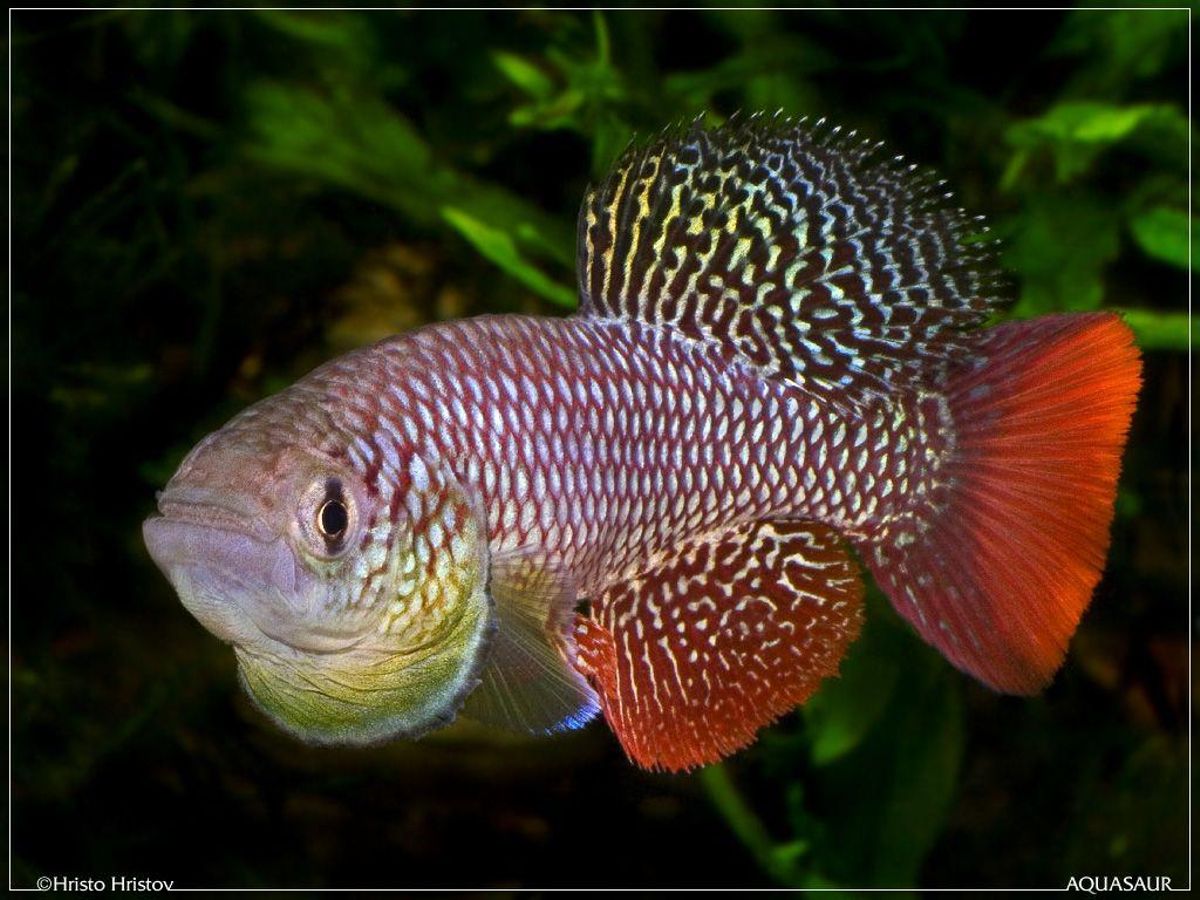 Exemple de l'espèce