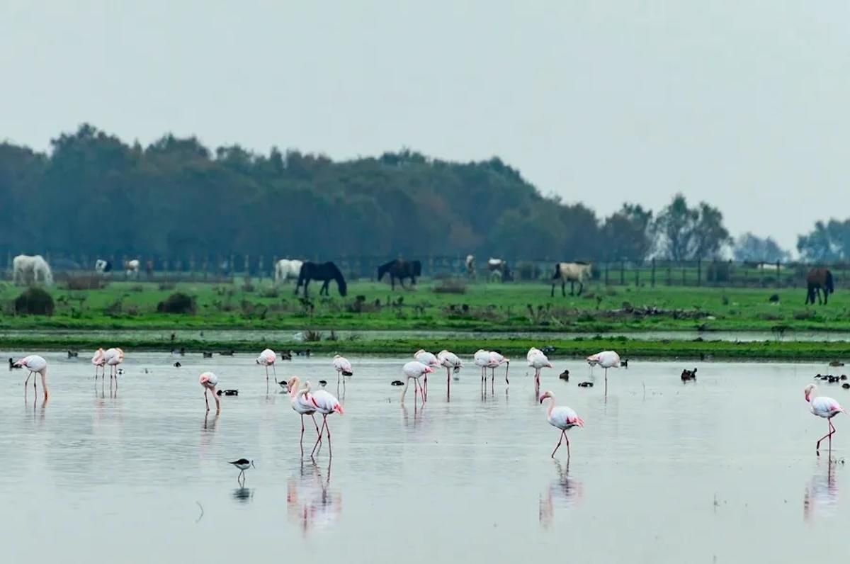 Marismas del Rocío dans le parc national de Doñana.