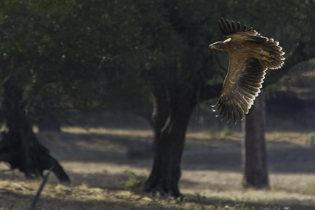 Exemple d'aiguille impériale ibérique à Doñana.