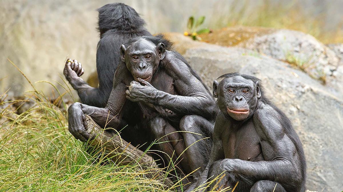 Les bonobos sont moins exclusifs dans leurs relations