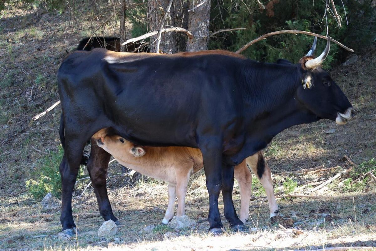 Une cría de tauro junto con su madre