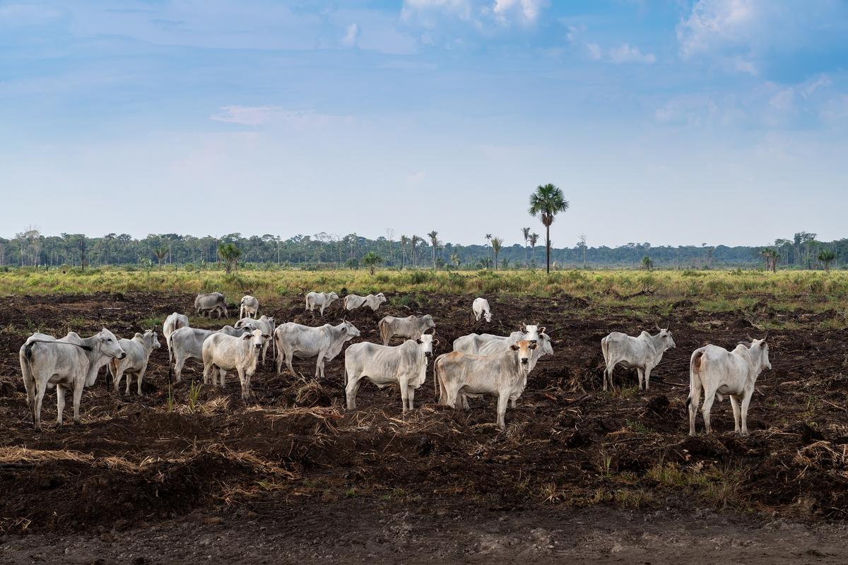 Les ganaderos illégaux vendent leur viande à une entreprise multinationale