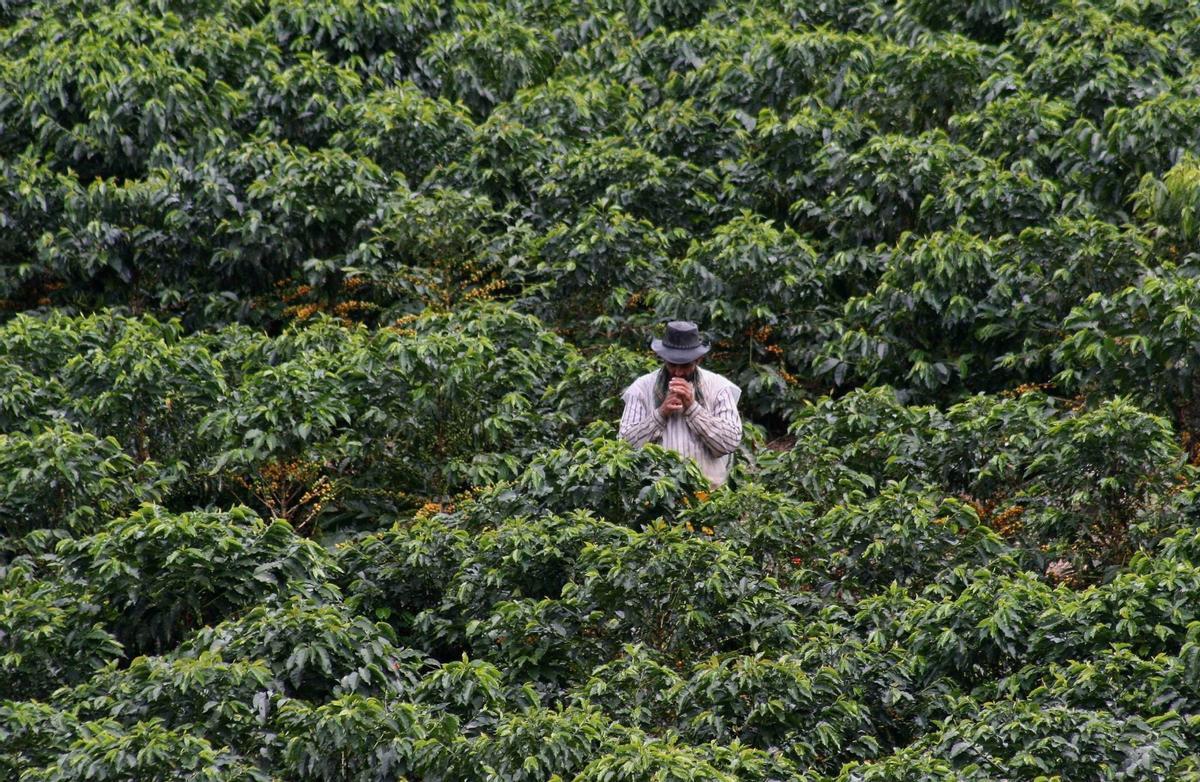 Un agriculteur colombien se retrouve à la recherche d'un café.