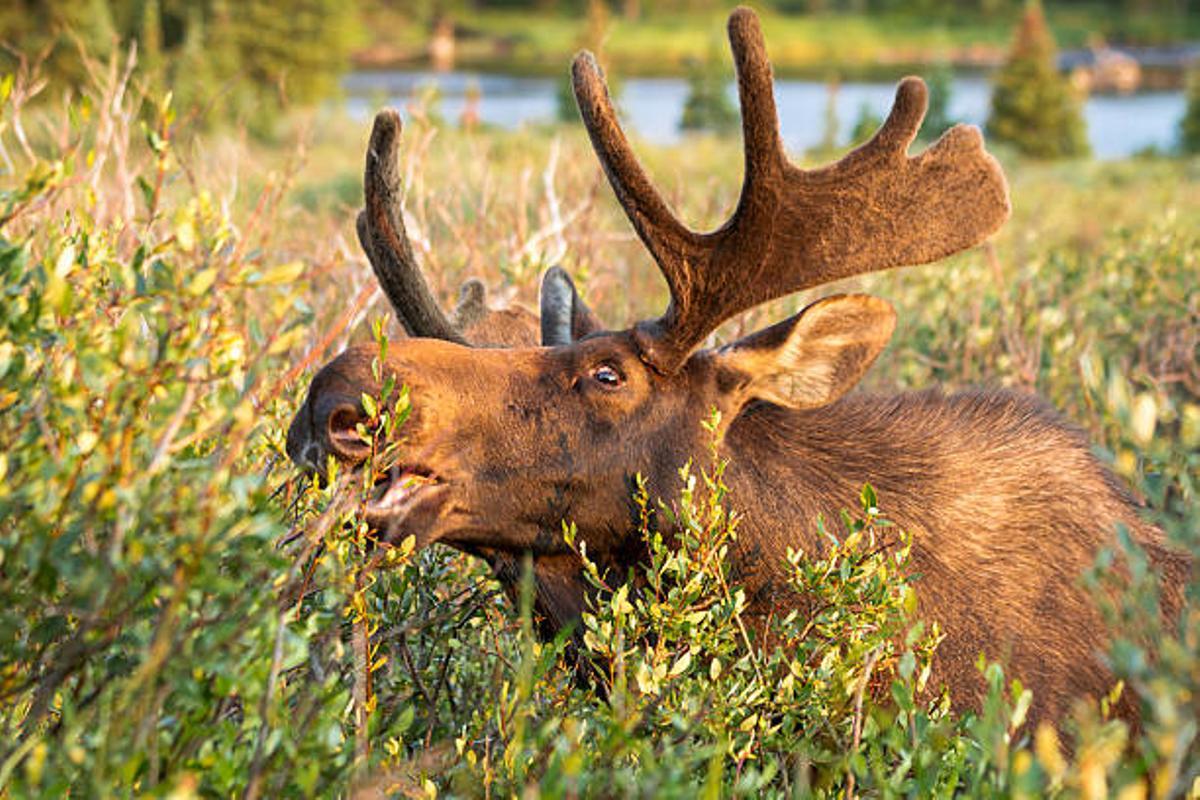 Les grands herbivores comme les frères des animaux