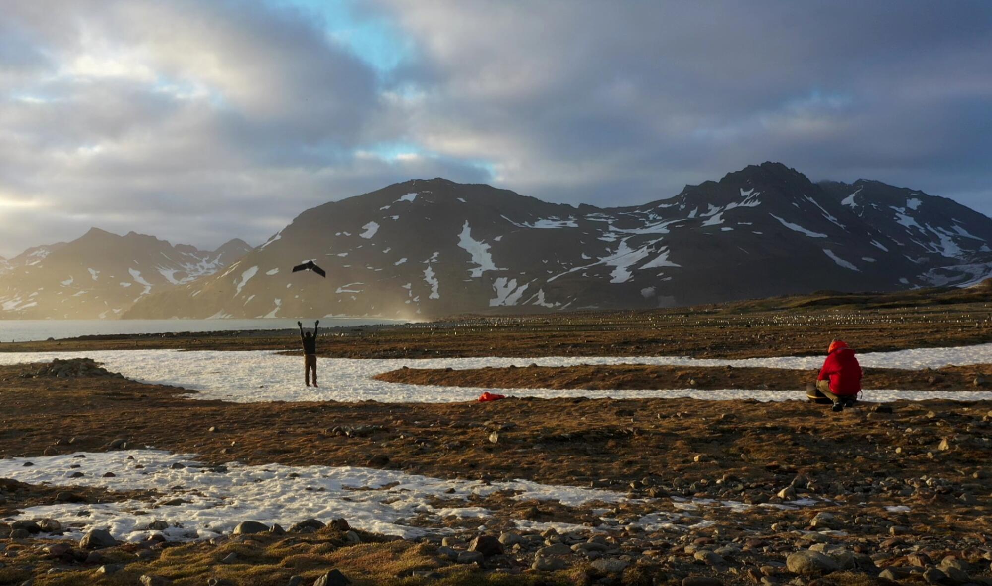Un chercheur lance un drone sur l’île de Géorgie du Sud