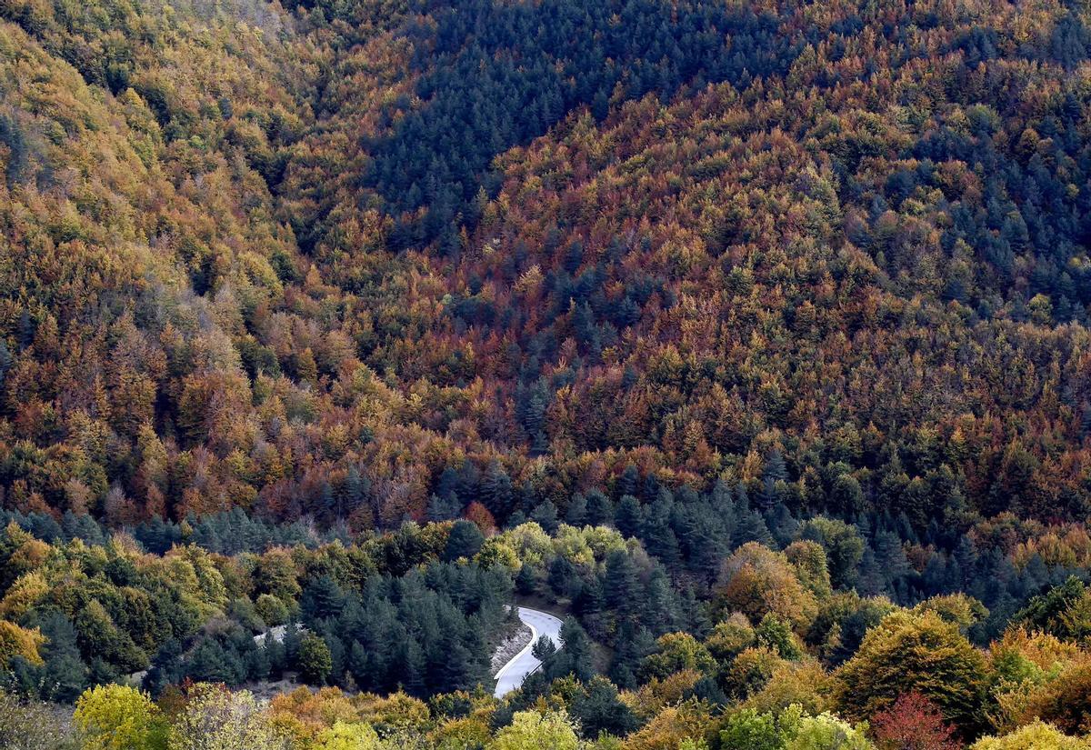 Vue de la Selva de Irati, forêt mixte.