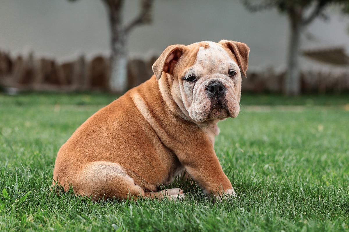Un bulldog anglais