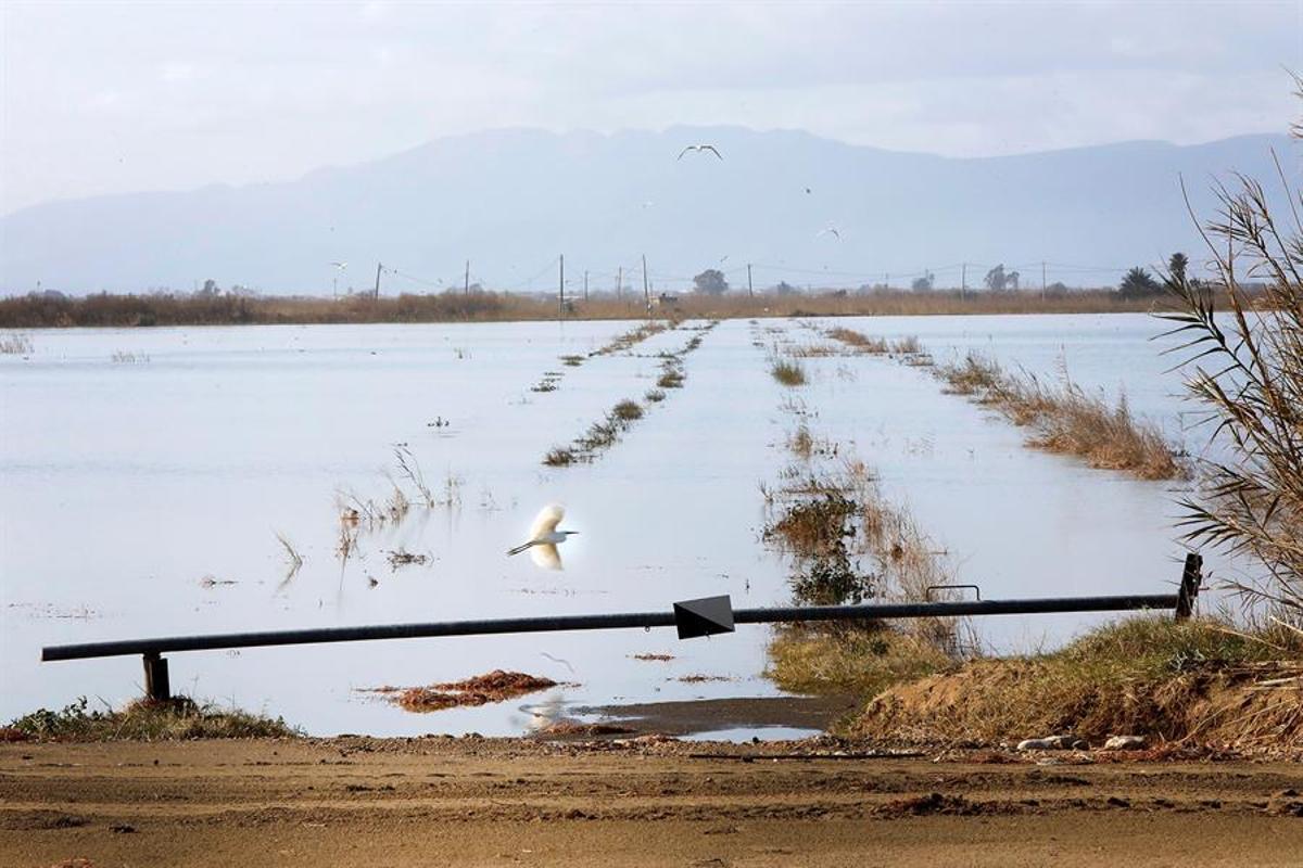 Cultivez des terres inondées du Delta de l'Èbre (Tarragone), une zone affectée par la salinisation.