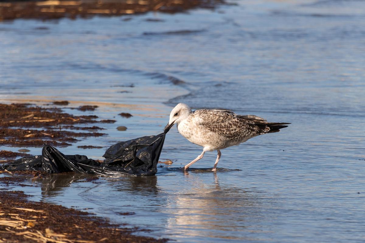 Una gaviota buscando alimento entre desechos plasticos.
