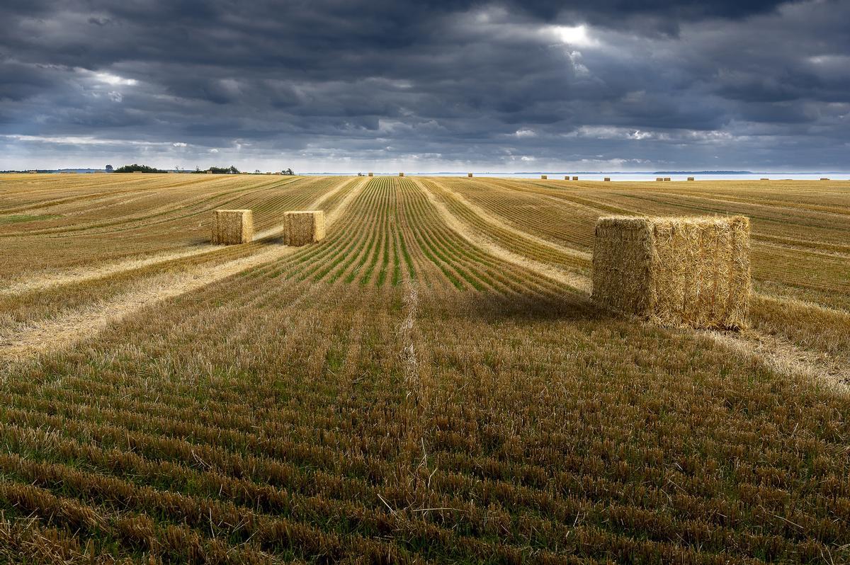 L'agriculture industrielle est en train de transformer les sols en grandes monocultures