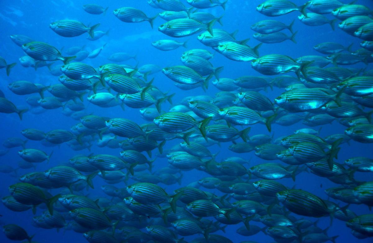 Pièces dans une zone marine protégée, zones qui expérimentent des augmentations dans vos ressources de pêche