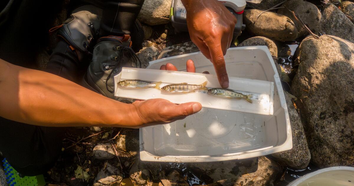 Contributeur : Le retour de Salmon oppose la nature à l'administration Trump