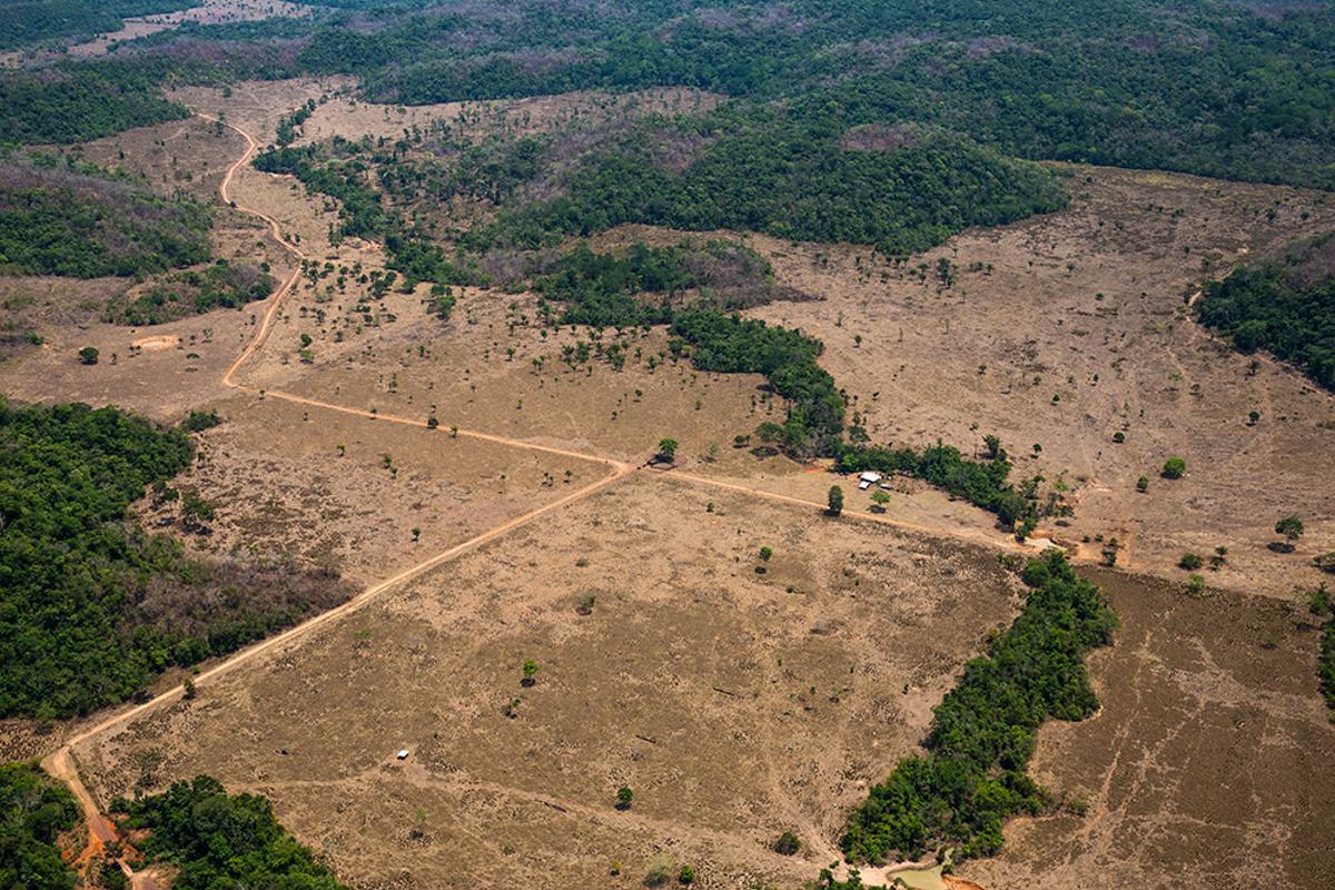 Déforestation en Amazonie brésilienne
