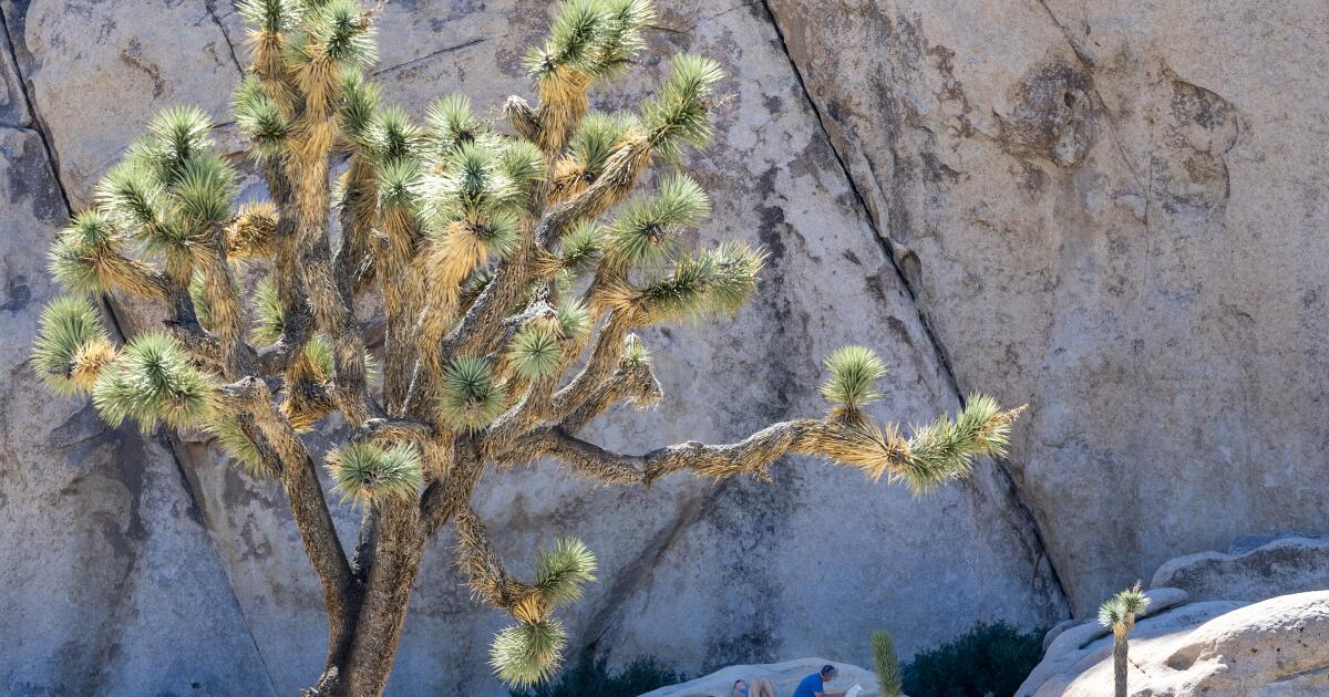 La fermeture renforce le projet de Trump d'utiliser les terres publiques pour l'extraction de ressources