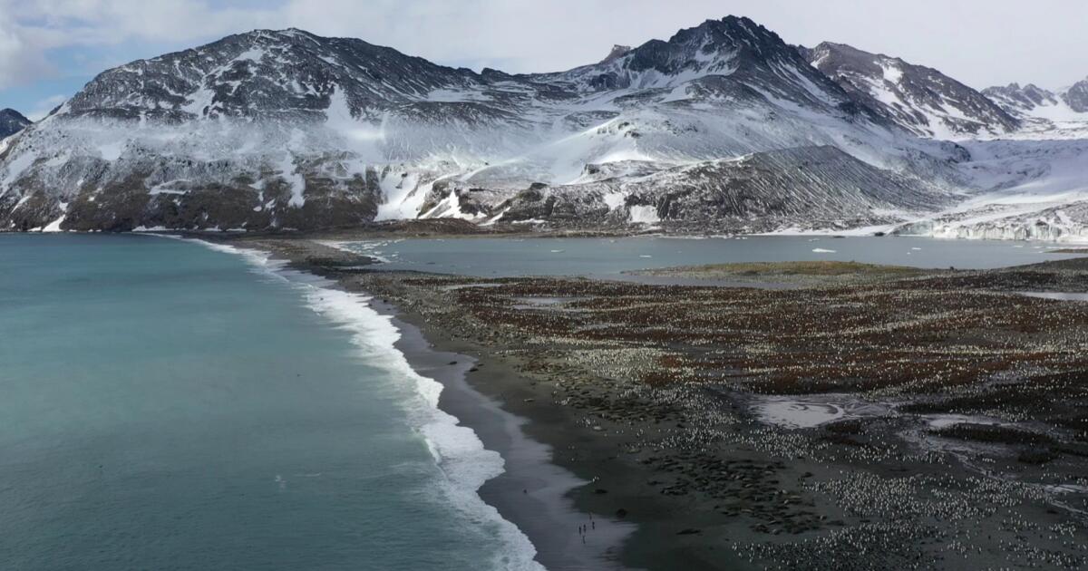 La grippe aviaire frappe les phoques et les lions de mer dans l'hémisphère sud