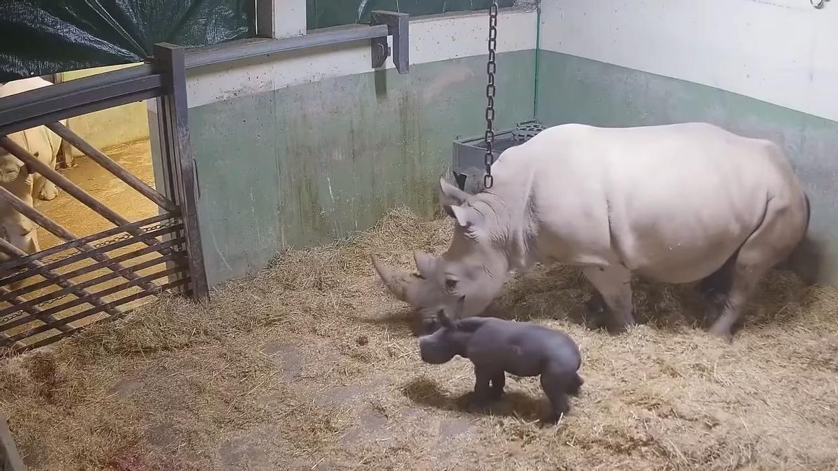 L'animal, junto a su madre al poco de nacer