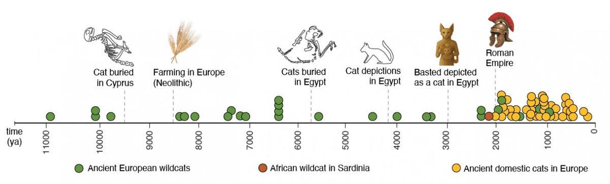 Évolution et dispersion des chats en Europe