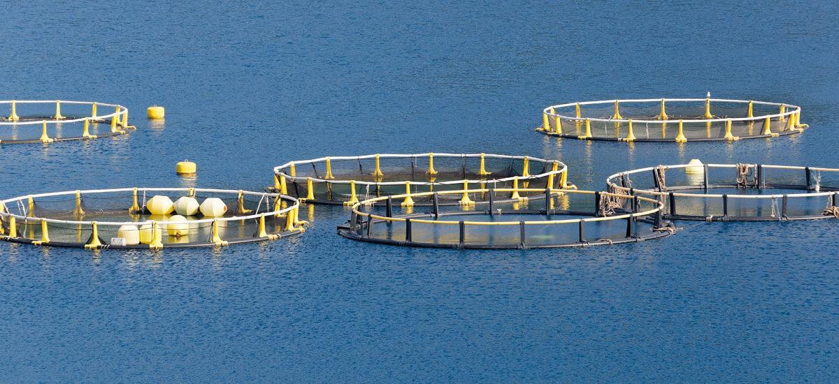 L’agriculture continue son expansion en Méditerranée