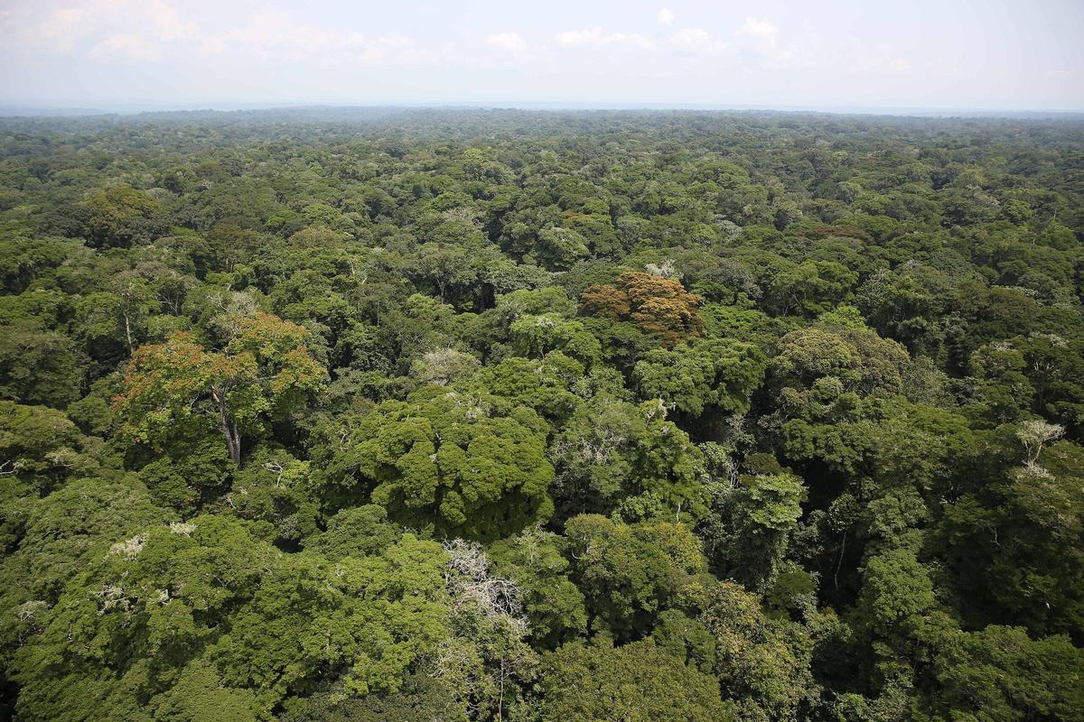 Bosque de Ituri, en République Démocratique du Congo.