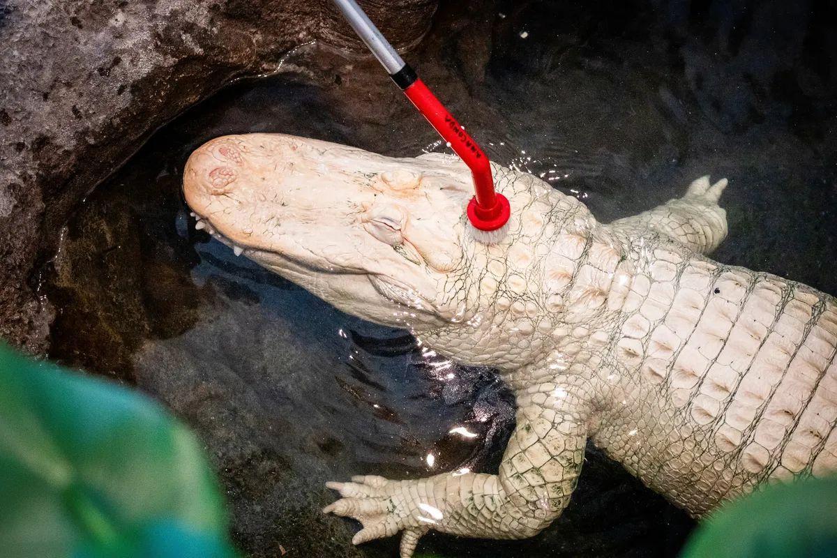 L'animal, siendo limpiado dans le zoo donde vivía