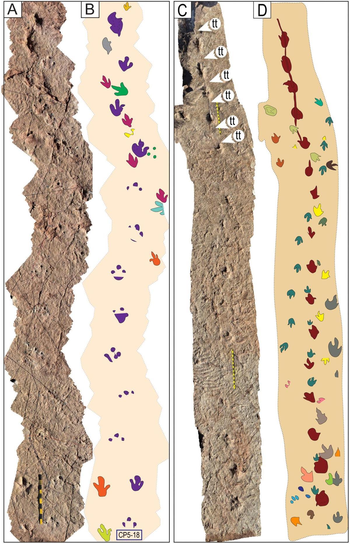 La diversité des huellas et des rastros montre qu'il y a une zone de haute circulation des dinosaures