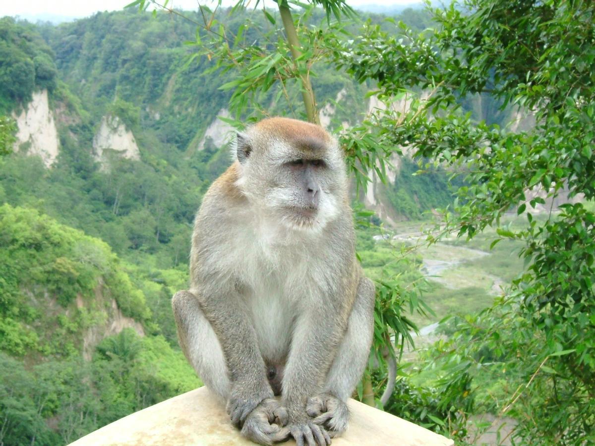 Exemple de macaco.