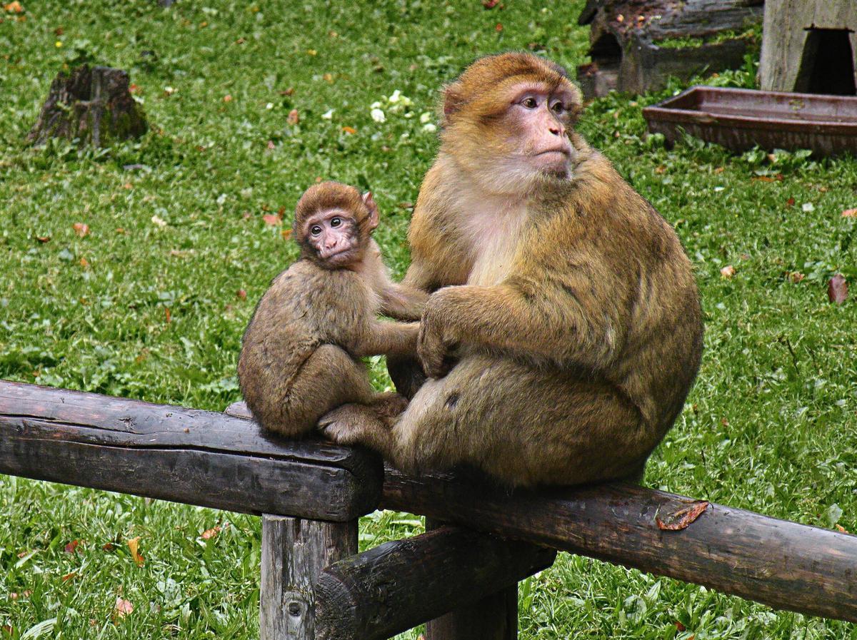 Monos de Gibraltar.