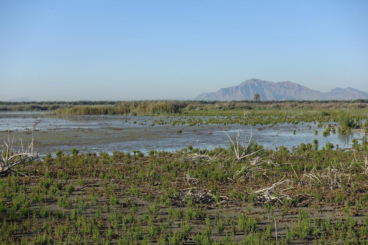 La restauration des humedales est fondamentale pour la survie de cette espèce