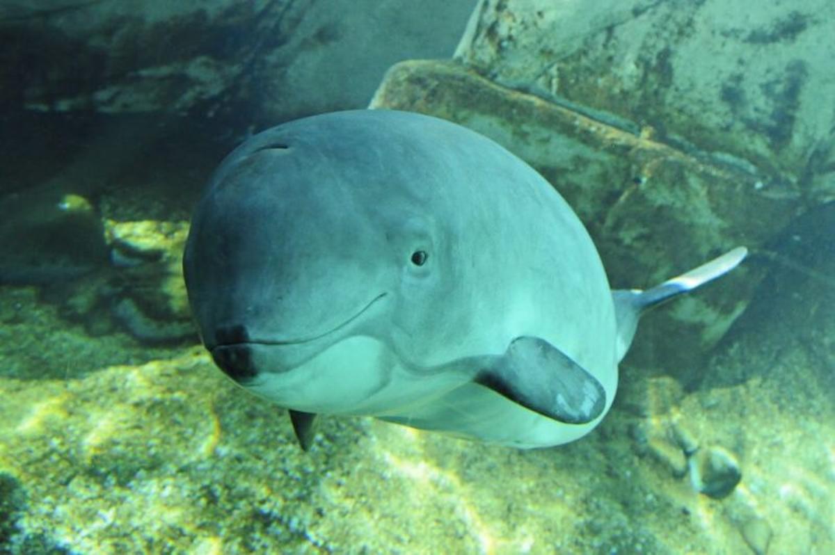 Les marsopas sont un exemple de ce qui succède à d'autres marinas d'espèces