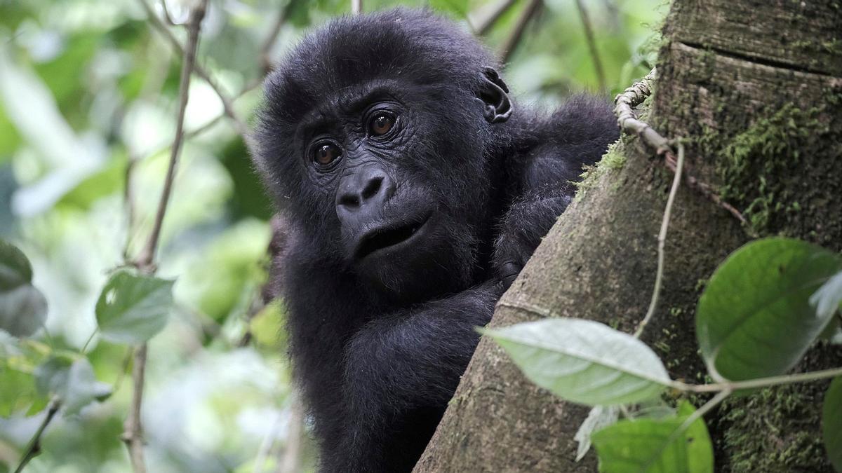 La perte de biodiversité est l’une des quatre grandes crises écologiques actuelles