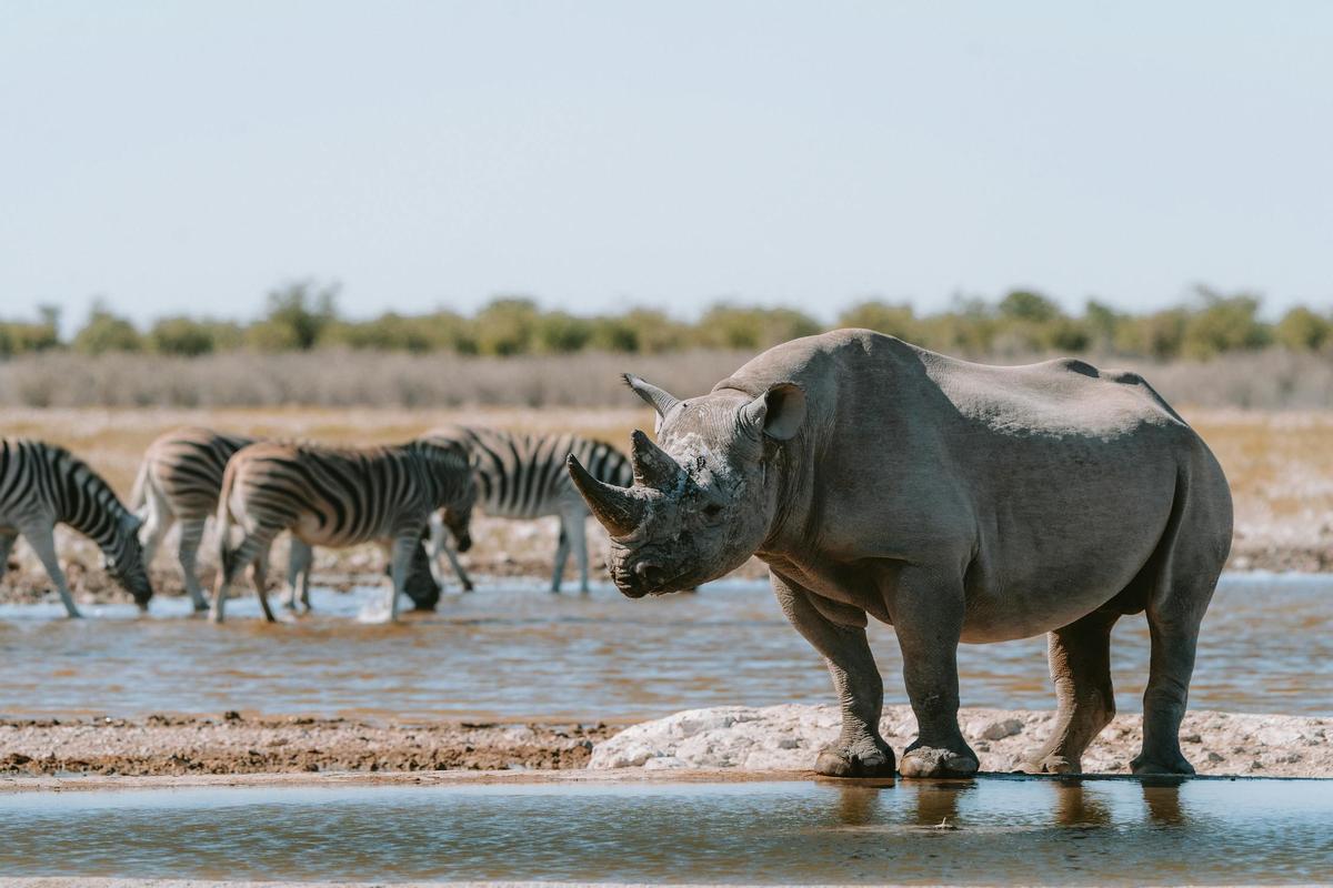 Animaux sauvés dans la forêt africaine