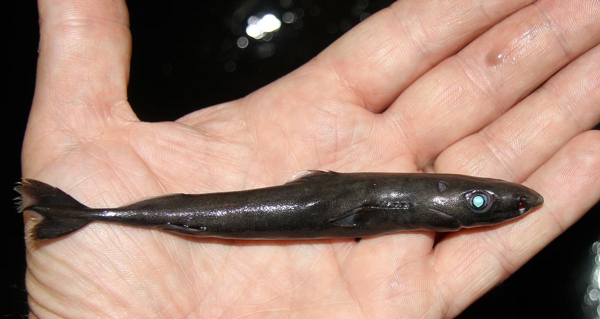 Pez linterna enano, l'espèce de tiburón la plus petite du monde