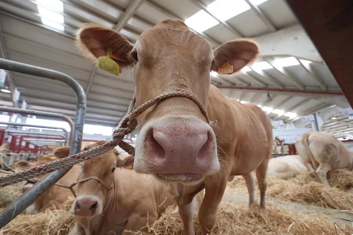 Exemples de ganado dans une feria agropecuaria.