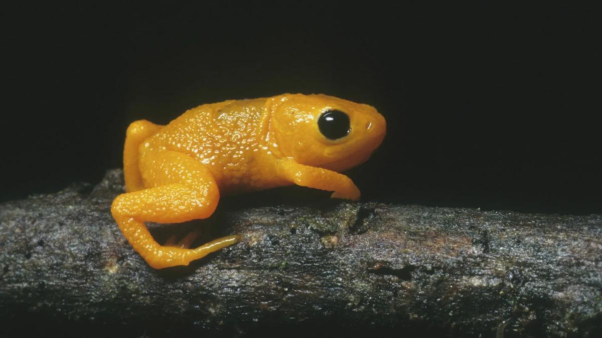 Las ranas de este género son sorprendemente pequeñas