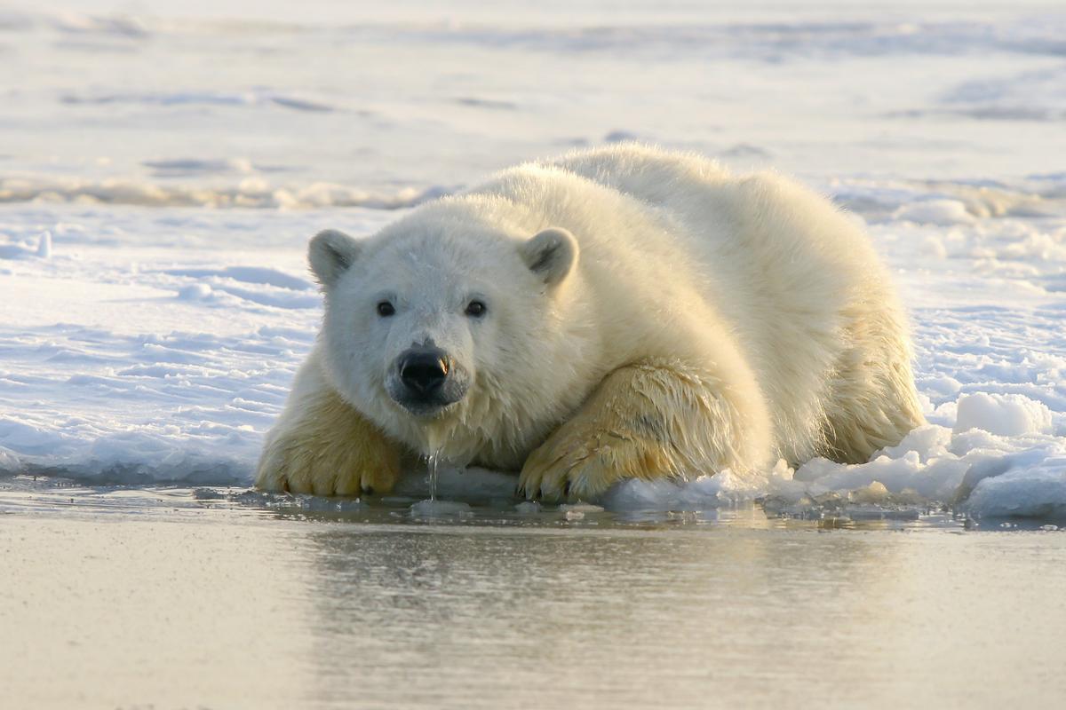 Oso polaire adulte.