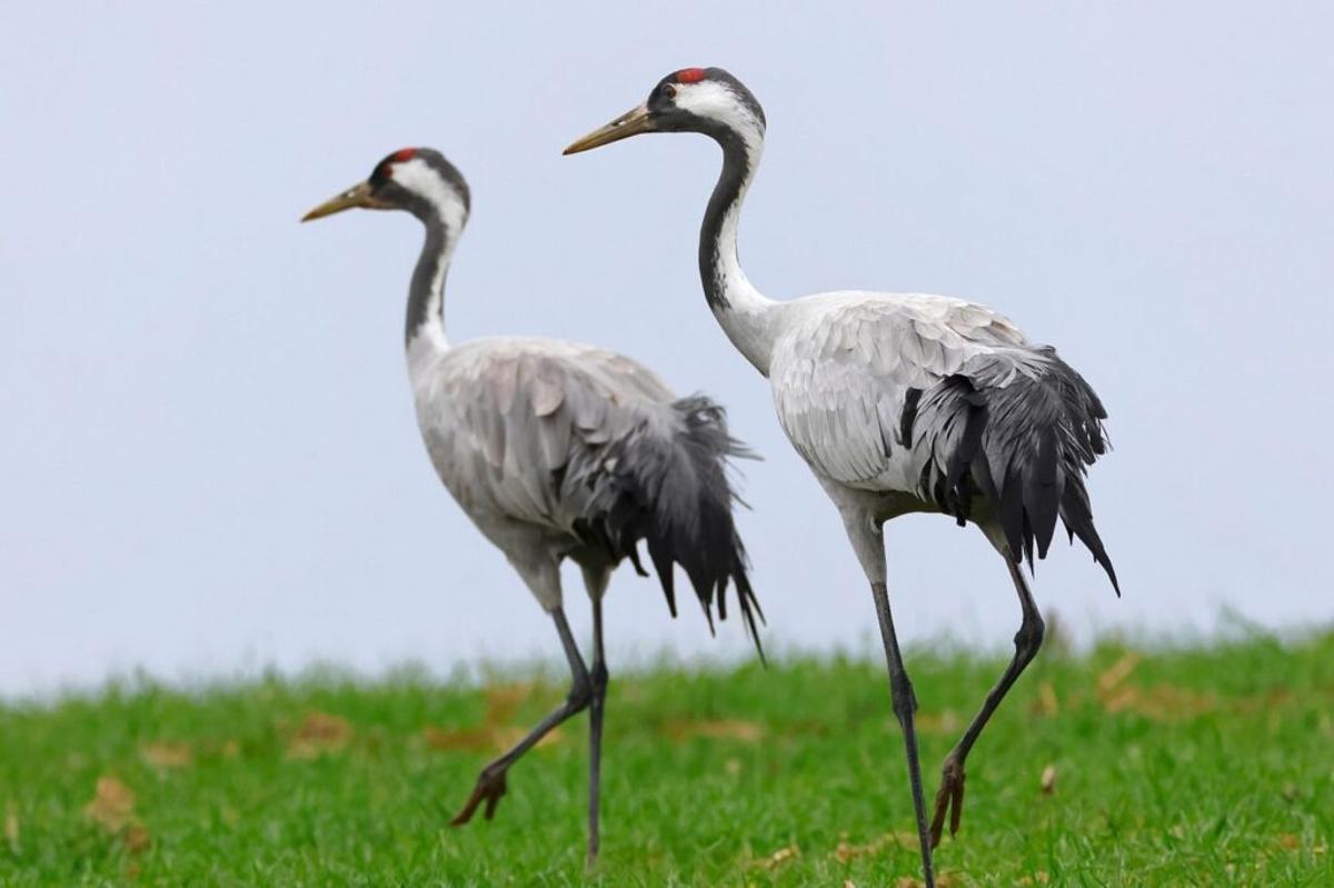 La grulla común est une personne très affectée par la maladie