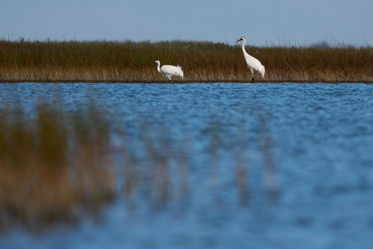 Des grues blanches recherchent de la nourriture près de Rockport, au Texas.