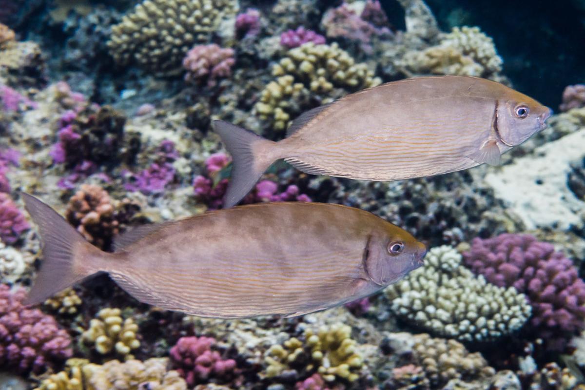 Le cône de pêche, une autre espèce envahissante en Méditerranée